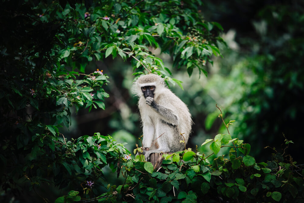 How To Spot a Vervet Monkey