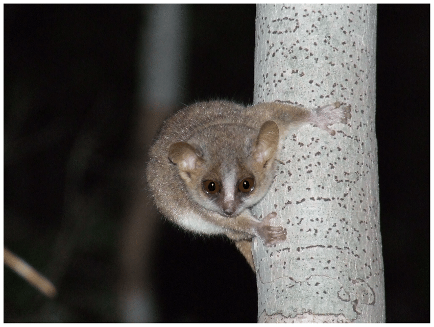 Grey Mouse Lemurs