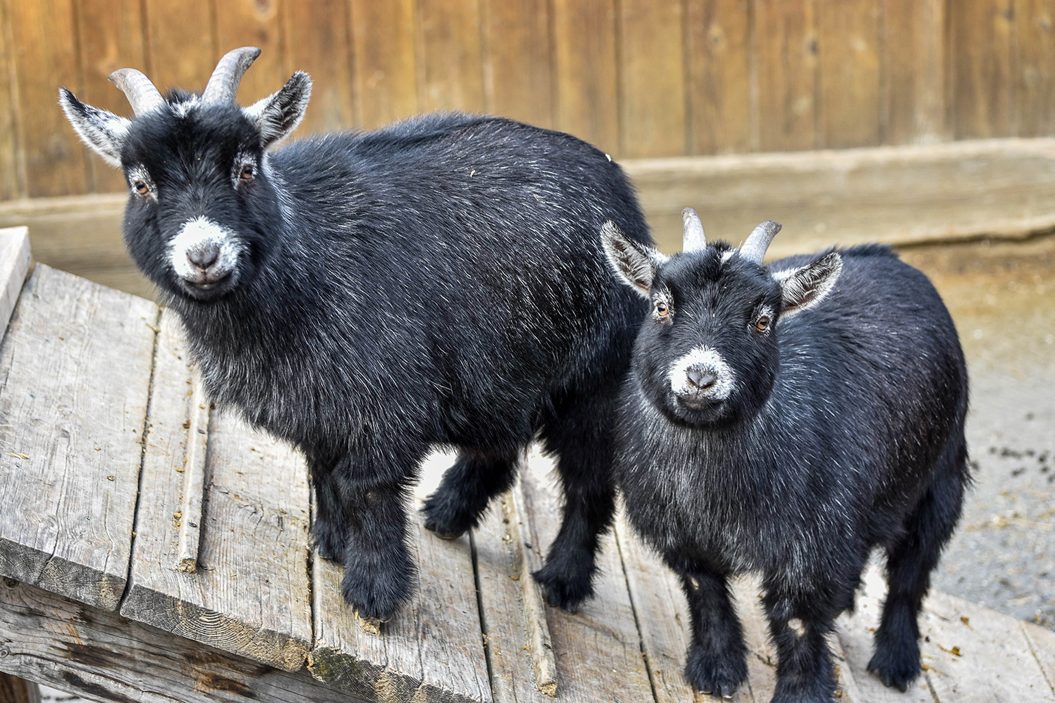 Cute & Cuddly: Meet the American Pygmy Goat!