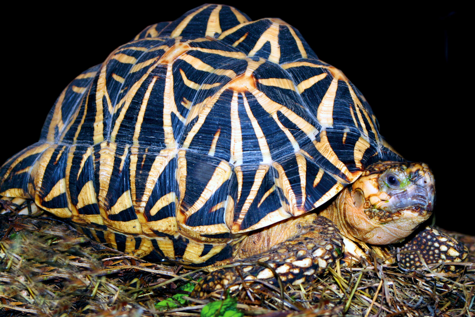 Indian Star Tortoise - Animal Of The Day