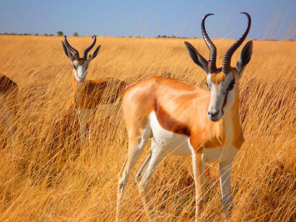 Springbok - Animal Of The Day