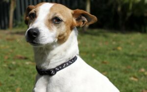 Tenterfield Terrier - Animal Of The Day