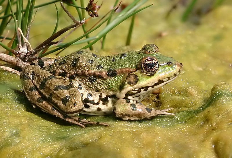 Edible Frog