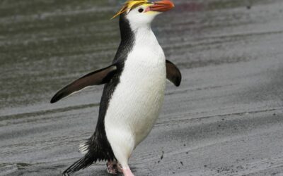 The Royal Penguin