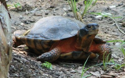 Wood Turtle