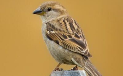 Sparrow