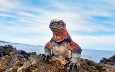 Marine Iguana