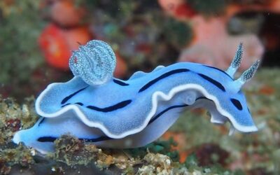 Sea Slug