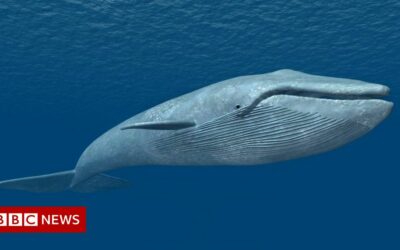 Blue Whale