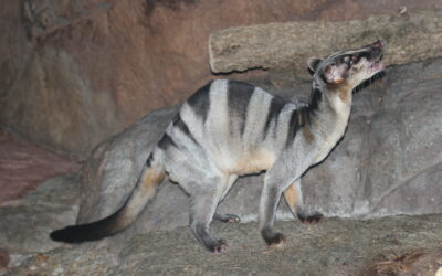 Banded Palm Civet