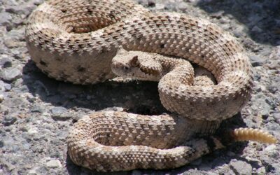 Rattlesnake