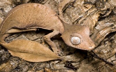 Leaf-Tailed Gecko