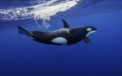 Killer Whale