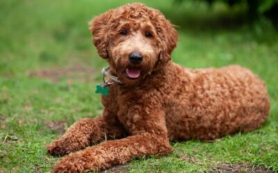 Labradoodle