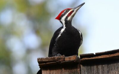 Pileated Woodpecker