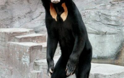 Sun Bear