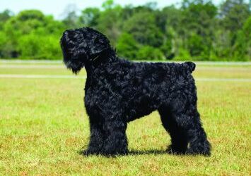 Black Russian Terrier