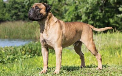 Bullmastiff