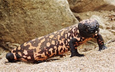 Gila Monster