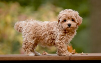 Maltipoo