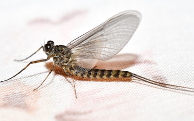 Mayfly