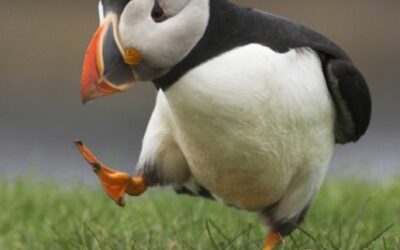 Puffin