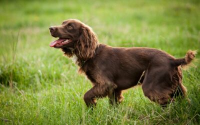 Boykin Spaniel