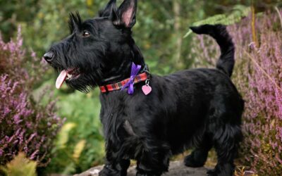 Scottish Terrier