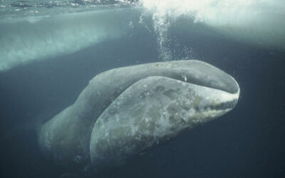 Bowhead Whale