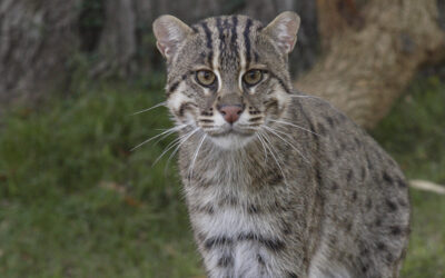 The Fishing Cat