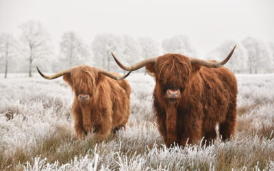 Highland Cattle