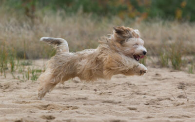 Havanese