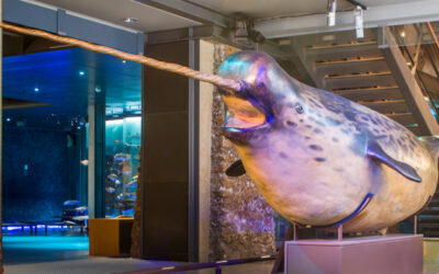 Narwhal