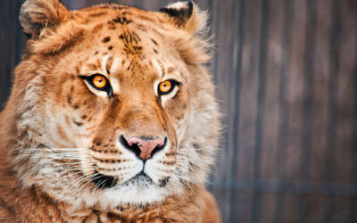 Liger