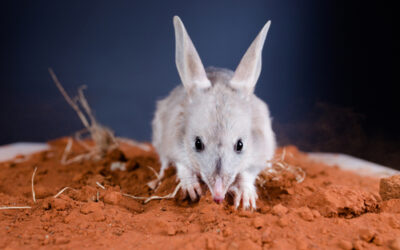 Bilby