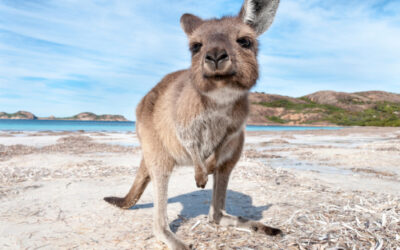 Kangaroo