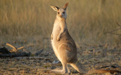 Wallaby