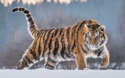 Siberian Tiger