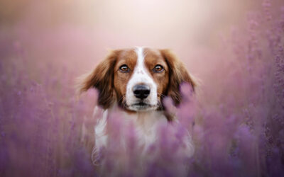 Kooikerhondje