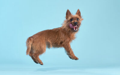 Australian Terrier