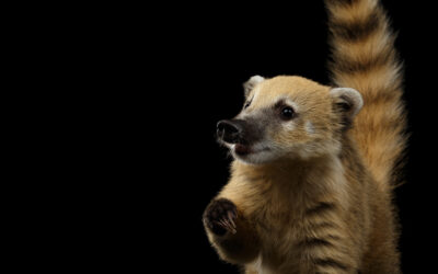 Coati