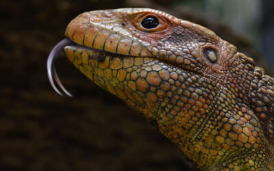 Caiman Lizard