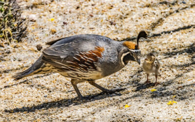 Quail