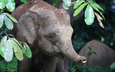 Borneo Elephant