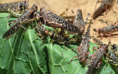 Desert Locust