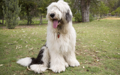 Old English Sheepdog