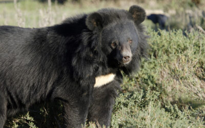 Asiatic Black Bear