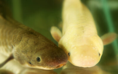 Lungfish