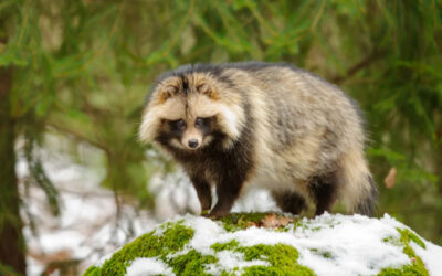 Raccoon Dog