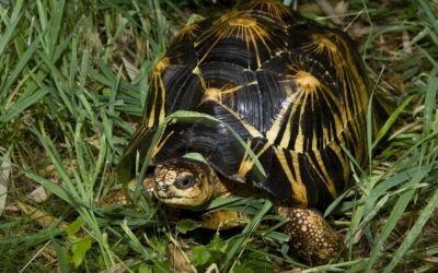 Radiated Tortoise